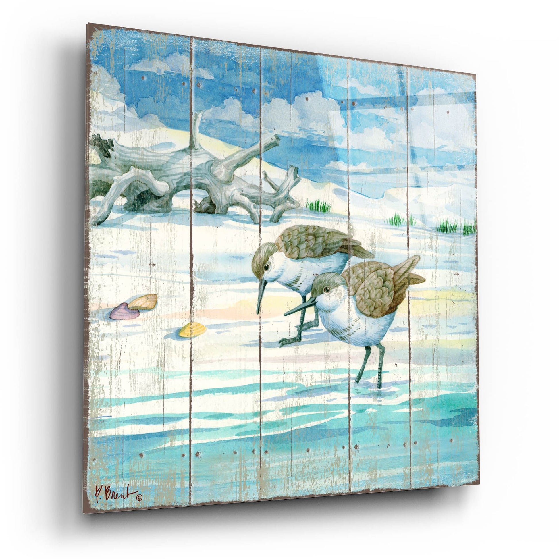 Epic Art 'Shoreline Sandpipers II' by Paul Brent, Acrylic Glass Wall Art,12x12