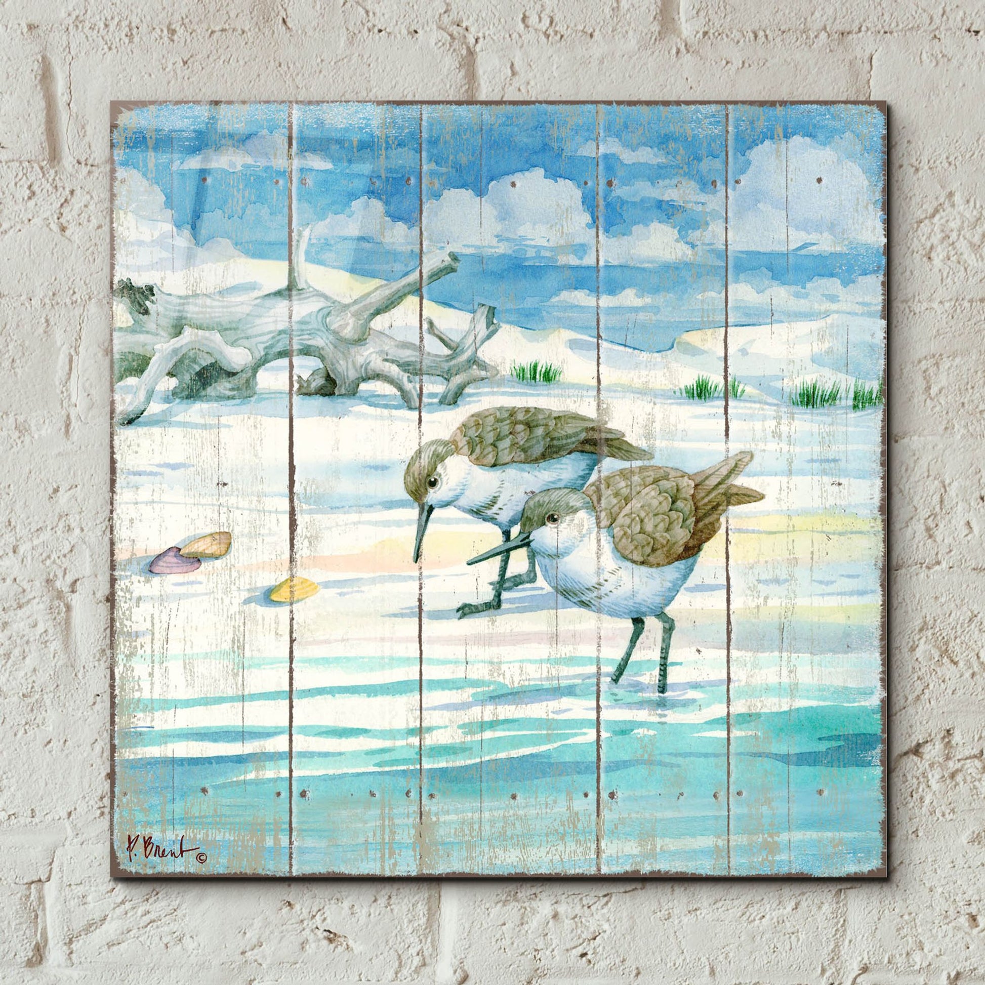 Epic Art 'Shoreline Sandpipers II' by Paul Brent, Acrylic Glass Wall Art,12x12