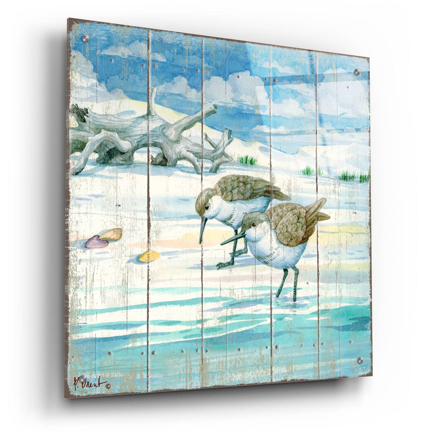 Epic Art 'Shoreline Sandpipers II' by Paul Brent, Acrylic Glass Wall Art,24x24