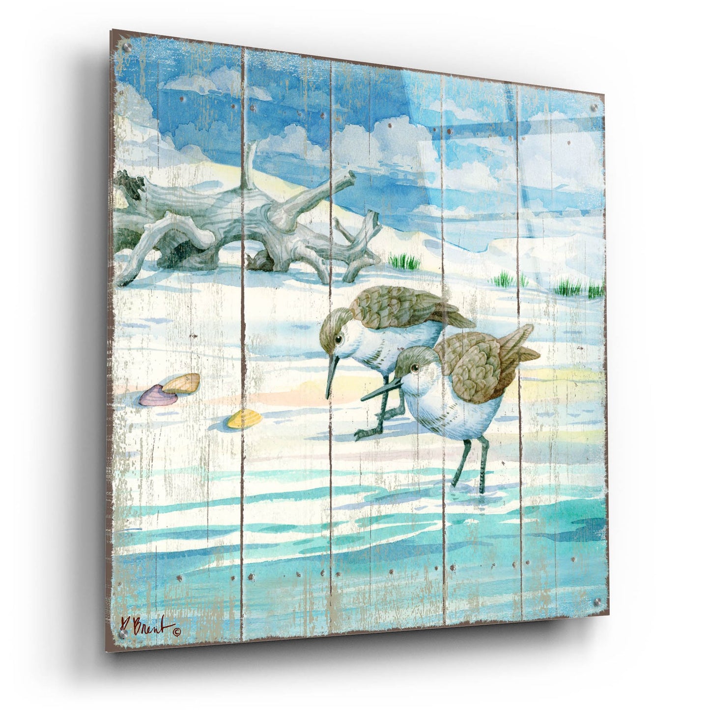 Epic Art 'Shoreline Sandpipers II' by Paul Brent, Acrylic Glass Wall Art,36x36