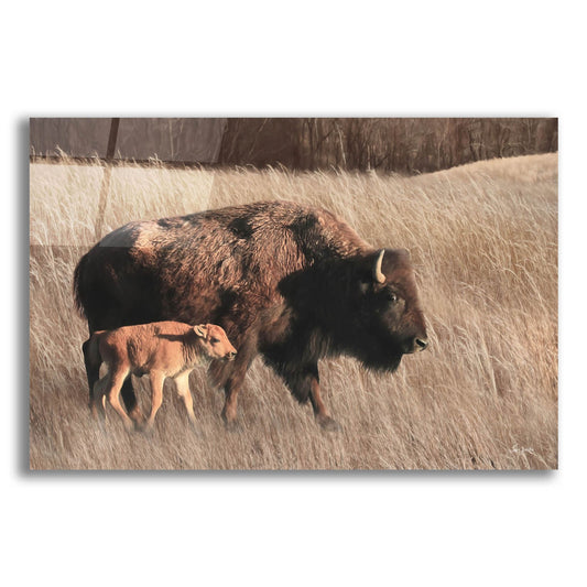 Epic Art 'Bison Mom and Baby' by Lori Deiter, Acrylic Glass Wall Art