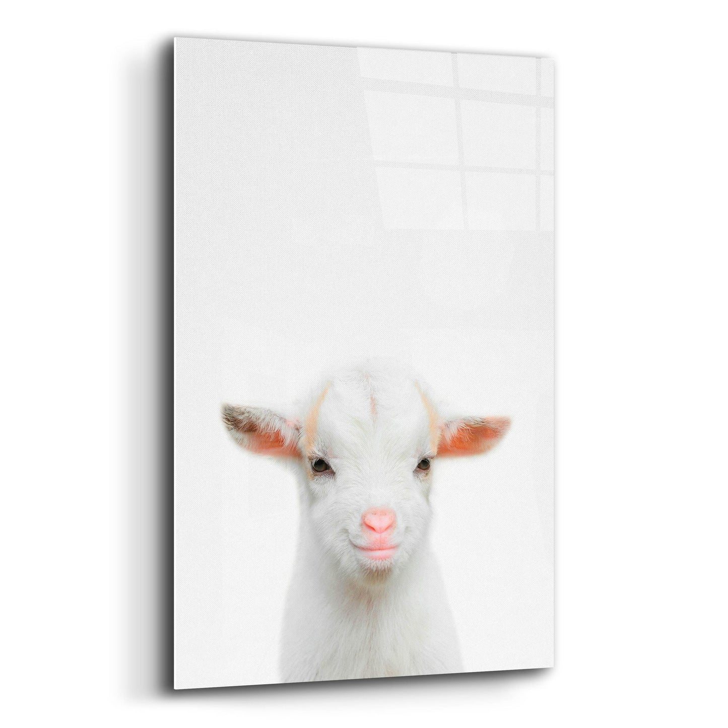 Epic Art 'Baby Goat' by Tai Prints, Acrylic Glass Wall Art,12x16