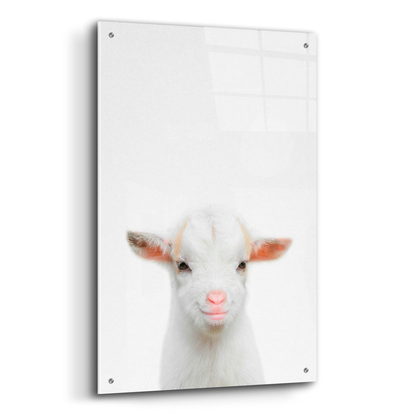 Epic Art 'Baby Goat' by Tai Prints, Acrylic Glass Wall Art,24x36