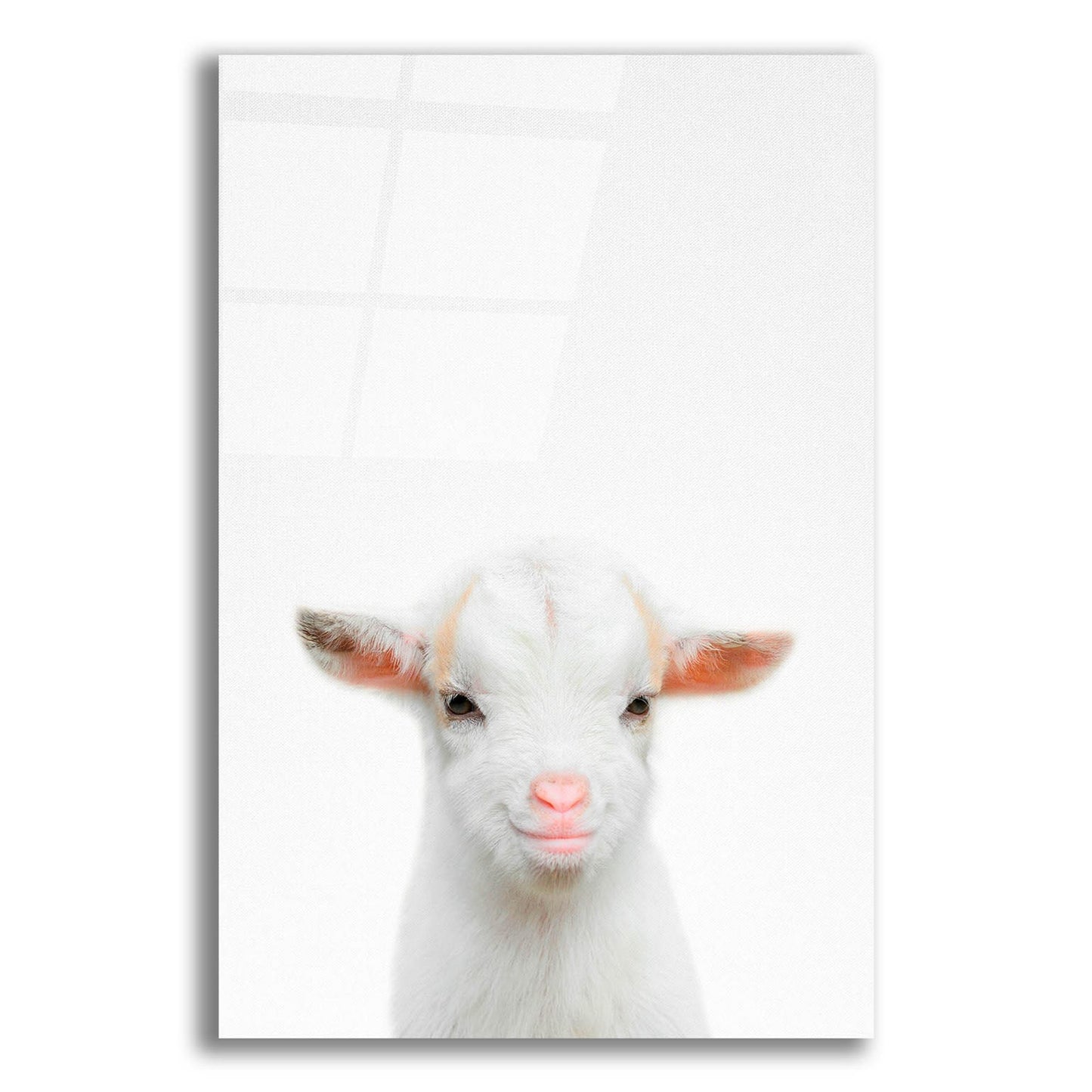 Epic Art 'Baby Goat' by Tai Prints, Acrylic Glass Wall Art