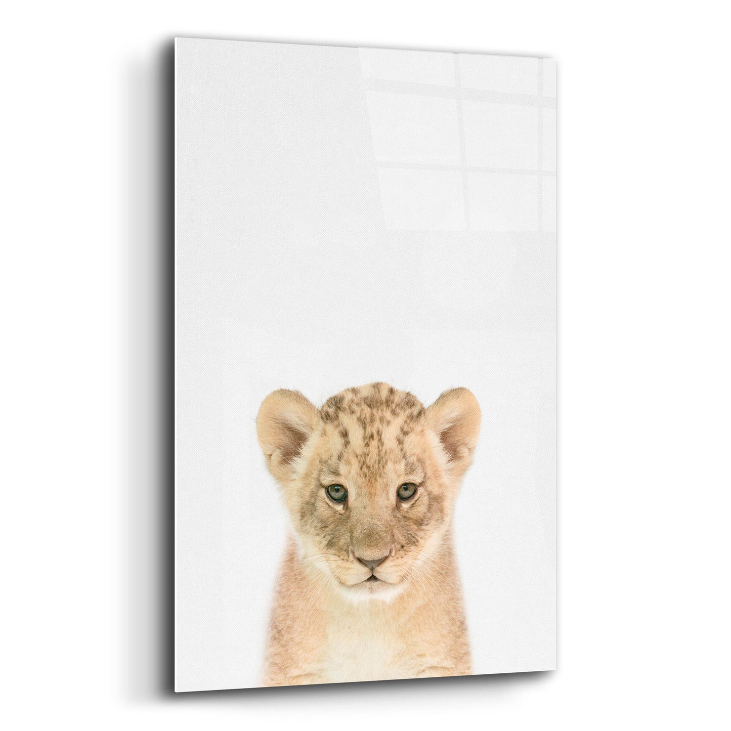 Epic Art 'Baby Lion' by Tai Prints, Acrylic Glass Wall Art,12x16