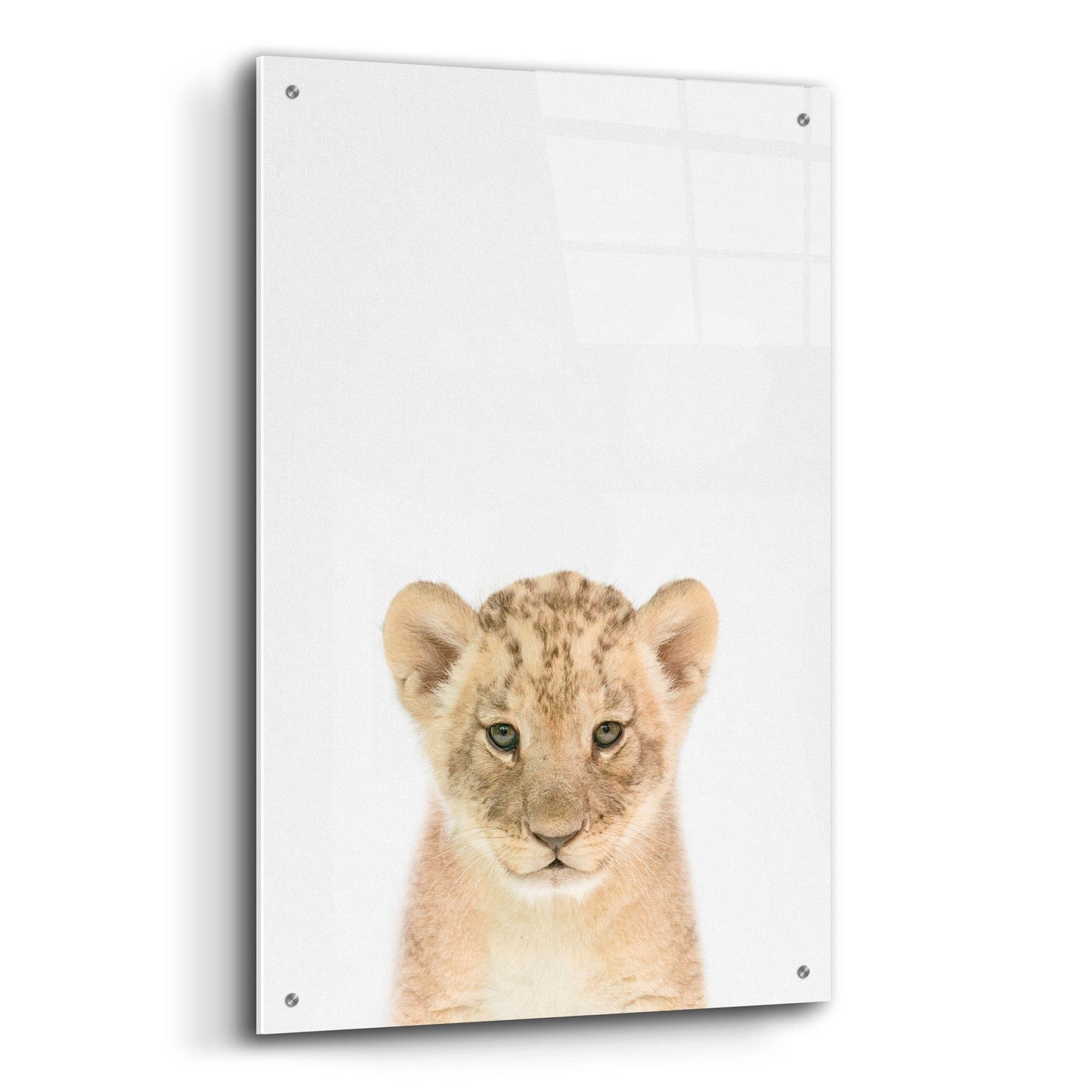 Epic Art 'Baby Lion' by Tai Prints, Acrylic Glass Wall Art,24x36