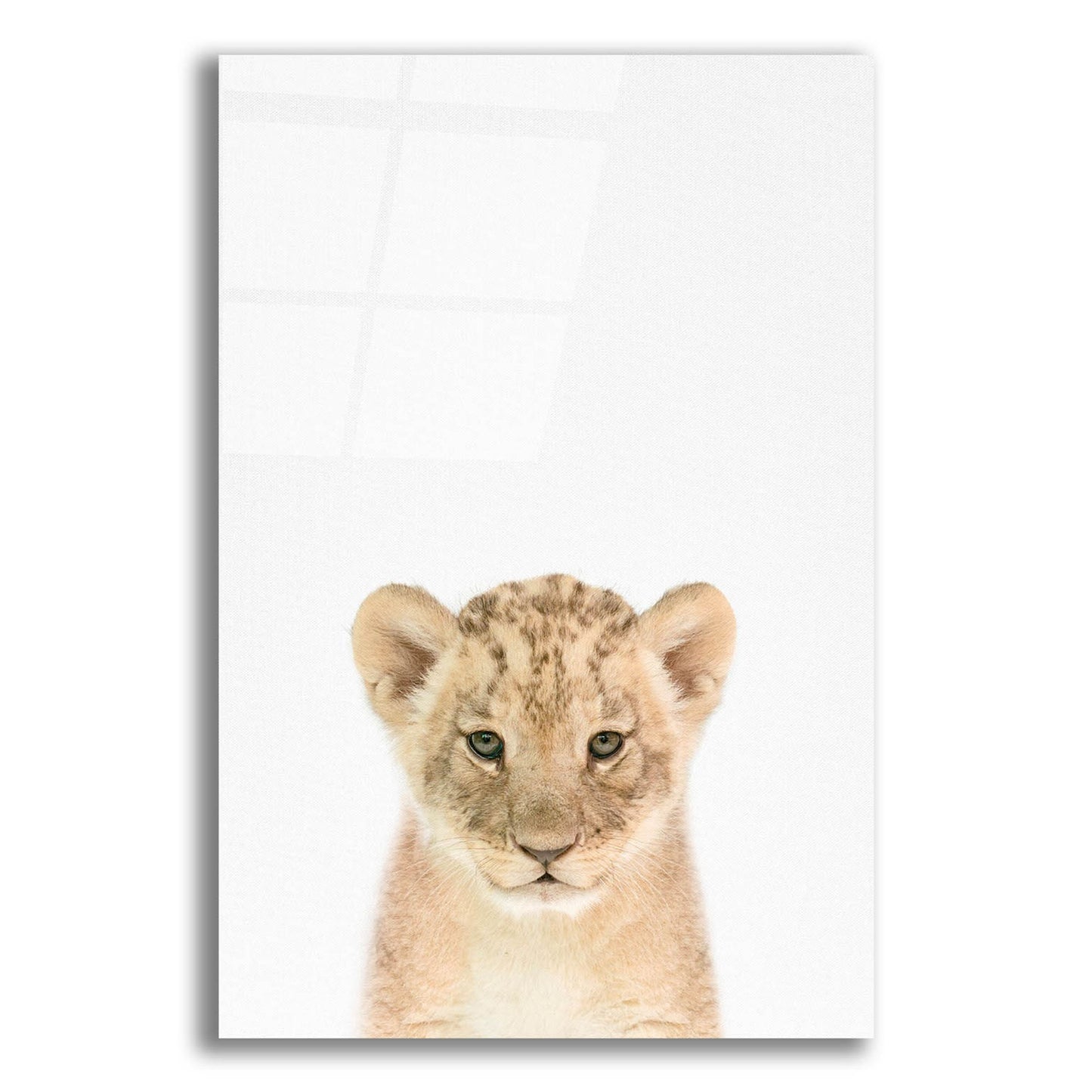 Epic Art 'Baby Lion' by Tai Prints, Acrylic Glass Wall Art