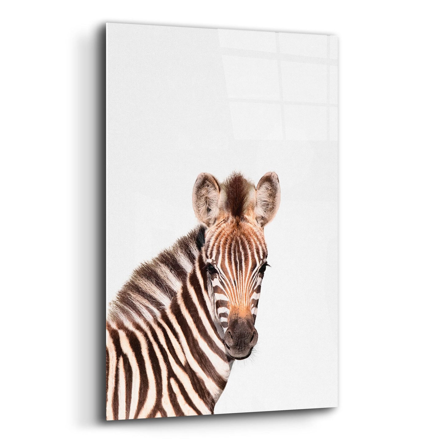 Epic Art 'Baby Zebra' by Tai Prints, Acrylic Glass Wall Art,12x16