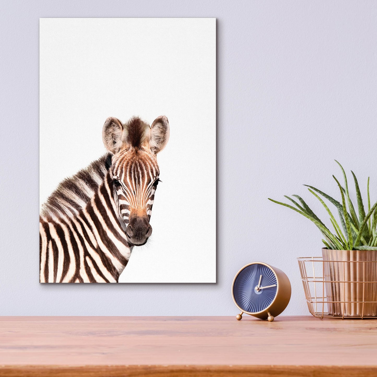 Epic Art 'Baby Zebra' by Tai Prints, Acrylic Glass Wall Art,12x16