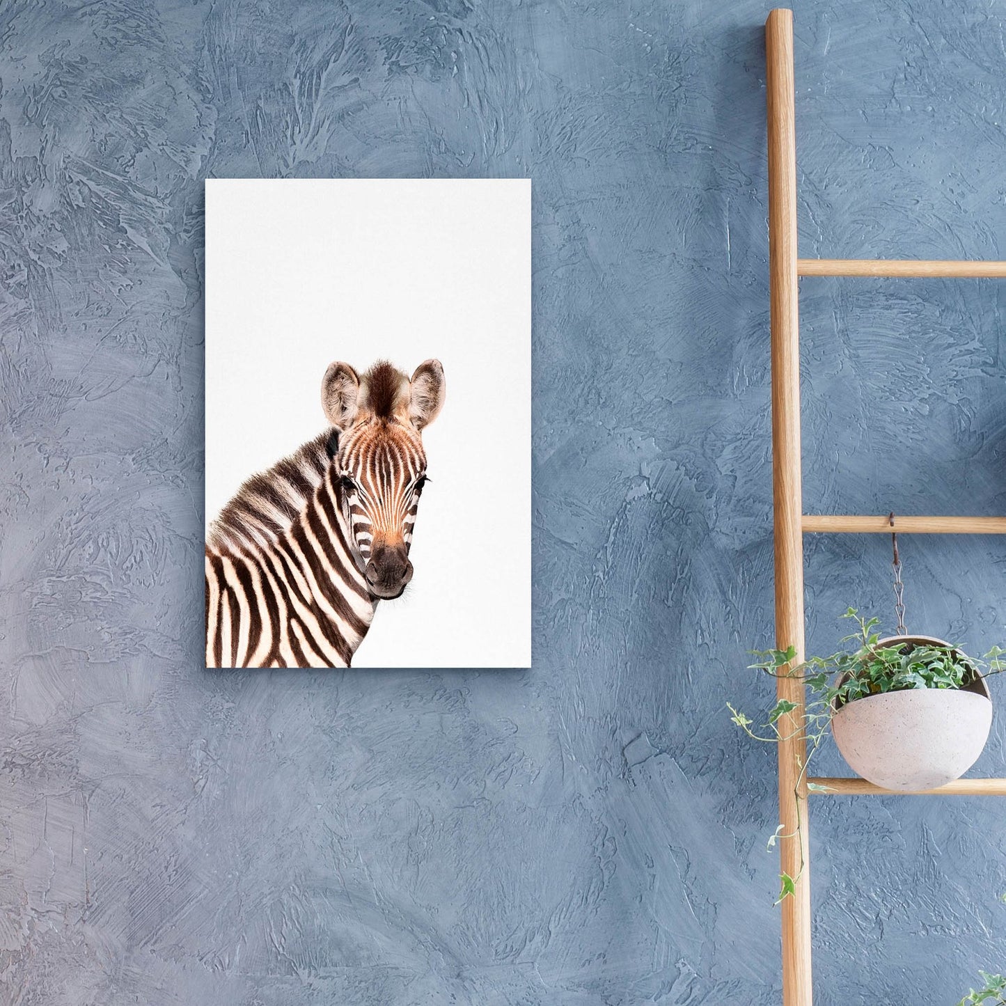 Epic Art 'Baby Zebra' by Tai Prints, Acrylic Glass Wall Art,16x24