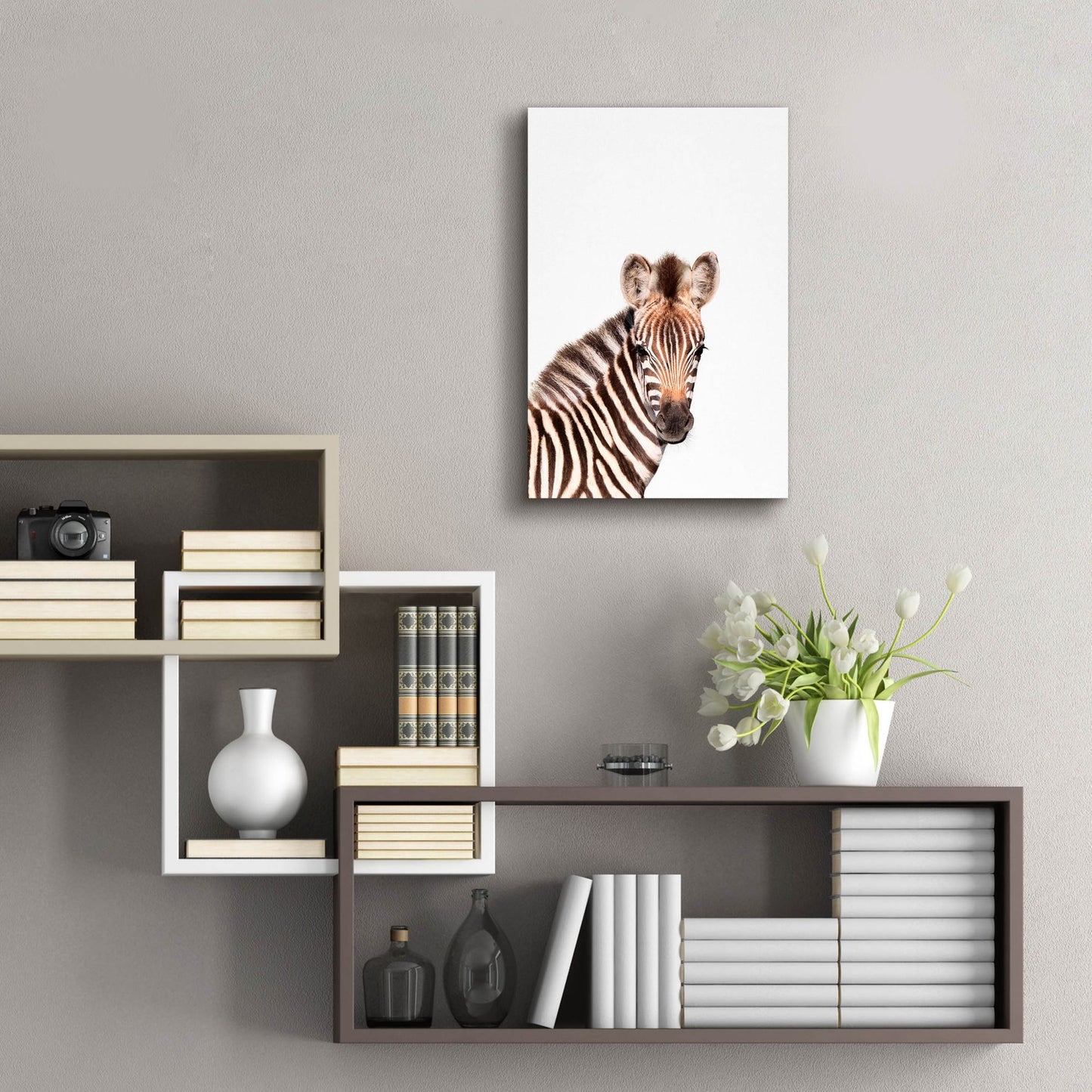 Epic Art 'Baby Zebra' by Tai Prints, Acrylic Glass Wall Art,16x24