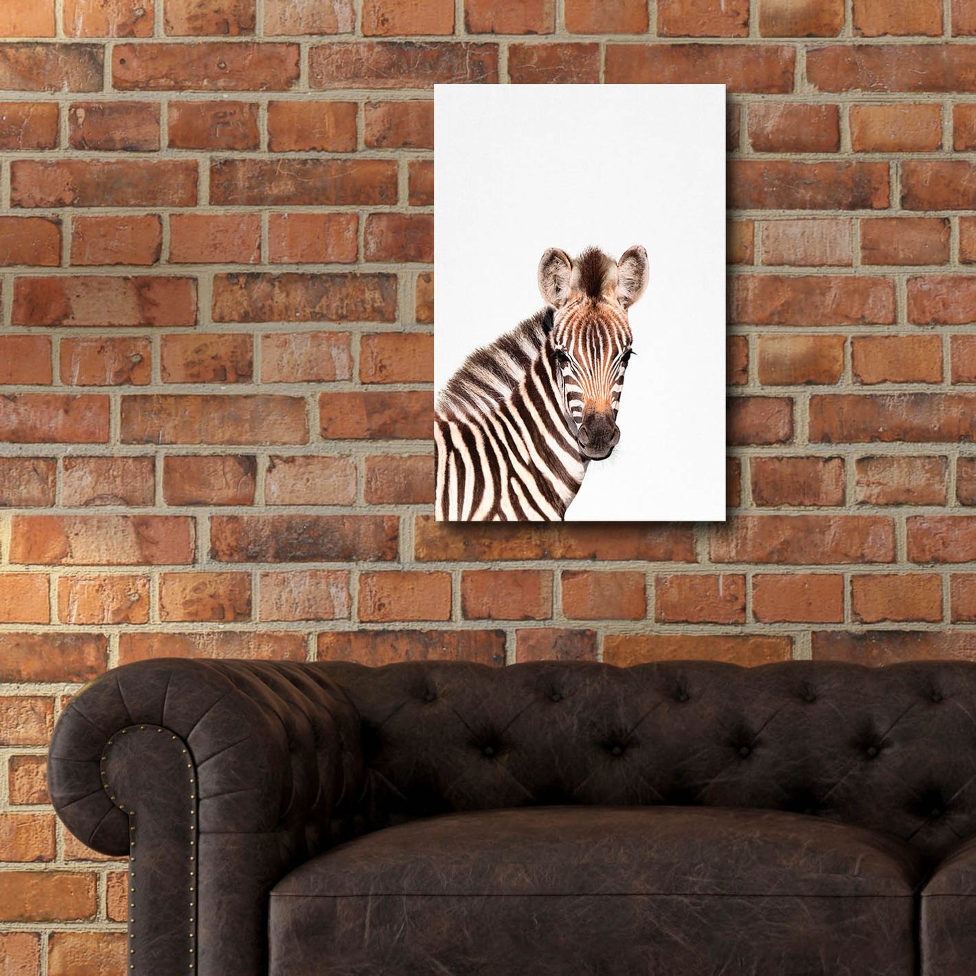 Epic Art 'Baby Zebra' by Tai Prints, Acrylic Glass Wall Art,16x24