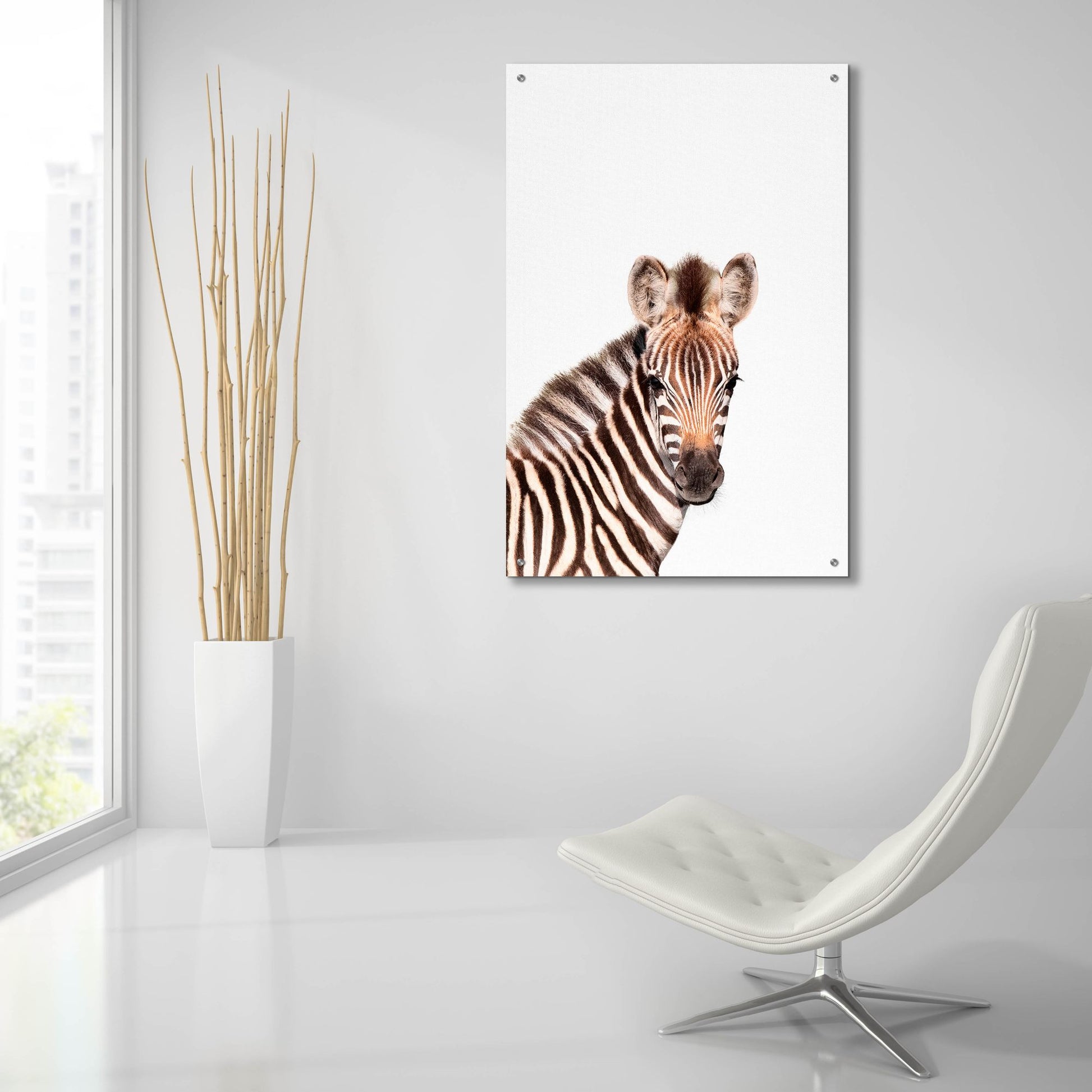 Epic Art 'Baby Zebra' by Tai Prints, Acrylic Glass Wall Art,24x36