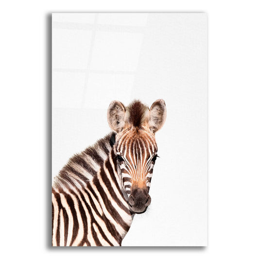 Epic Art 'Baby Zebra' by Tai Prints, Acrylic Glass Wall Art