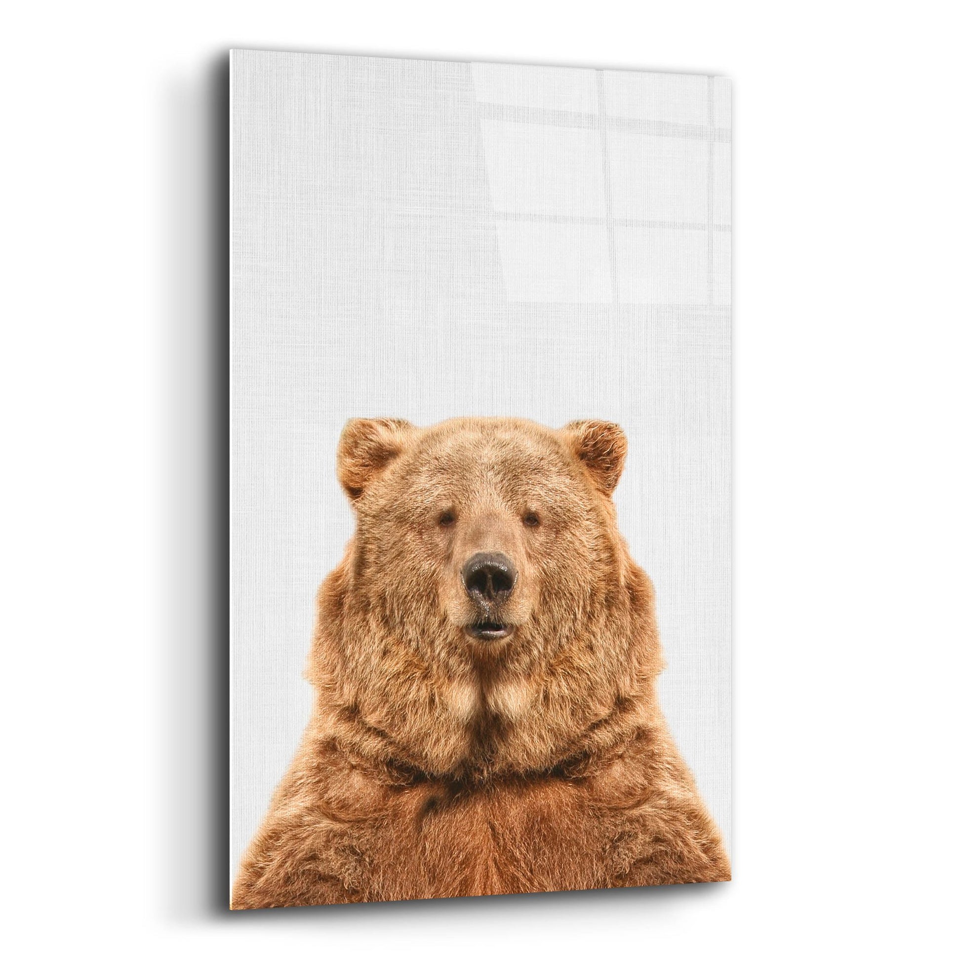 Epic Art 'Bear' by Tai Prints, Acrylic Glass Wall Art,12x16