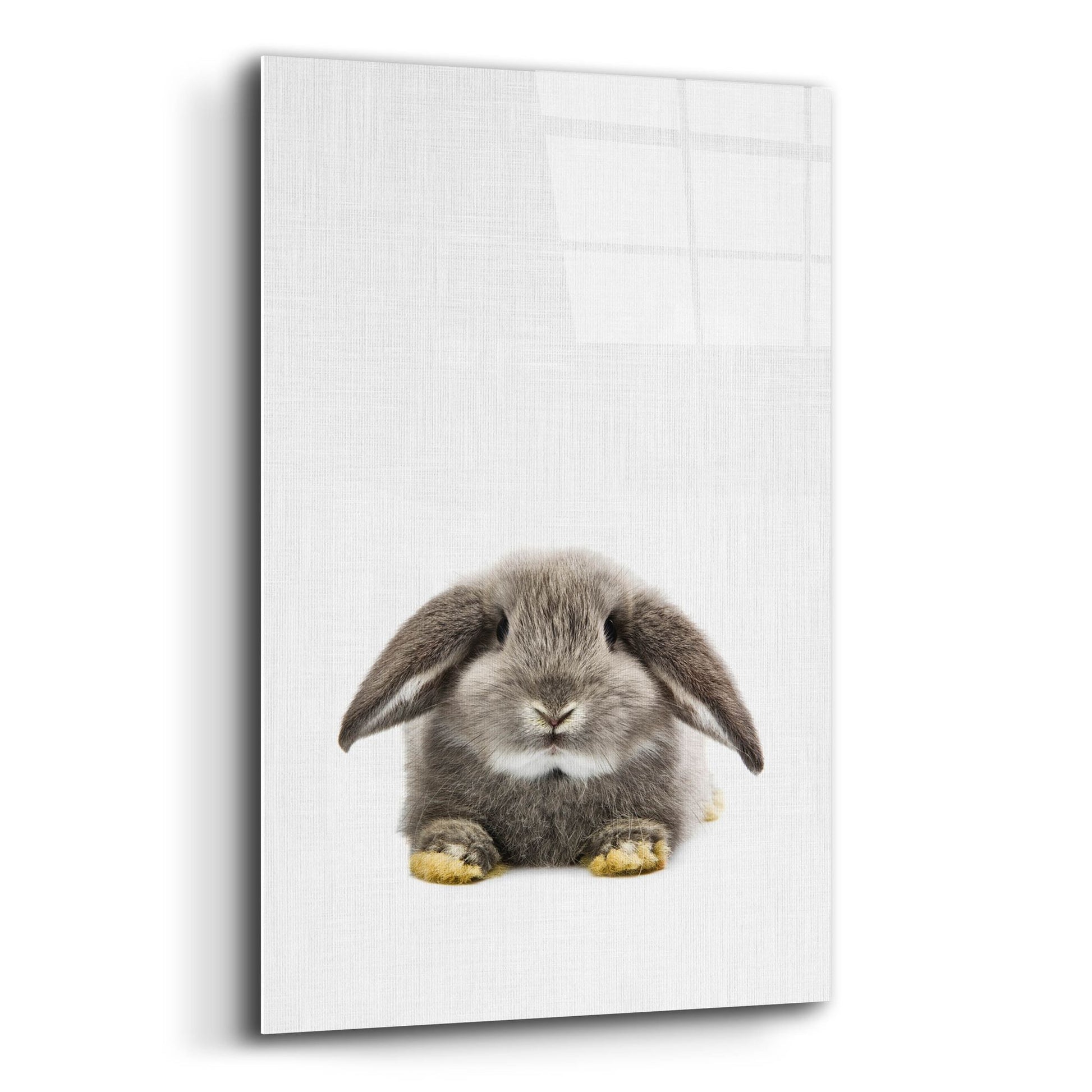 Epic Art 'Rabbit Ii' by Tai Prints, Acrylic Glass Wall Art,12x16