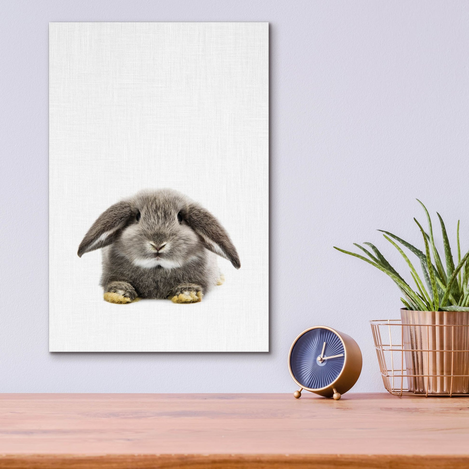 Epic Art 'Rabbit Ii' by Tai Prints, Acrylic Glass Wall Art,12x16