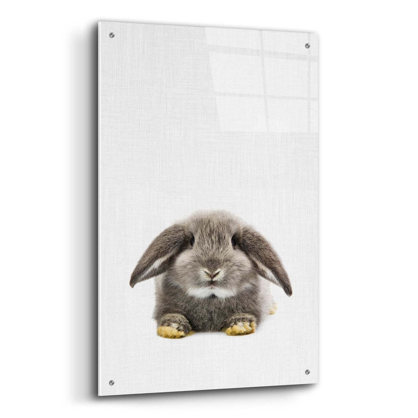 Epic Art 'Rabbit Ii' by Tai Prints, Acrylic Glass Wall Art,24x36