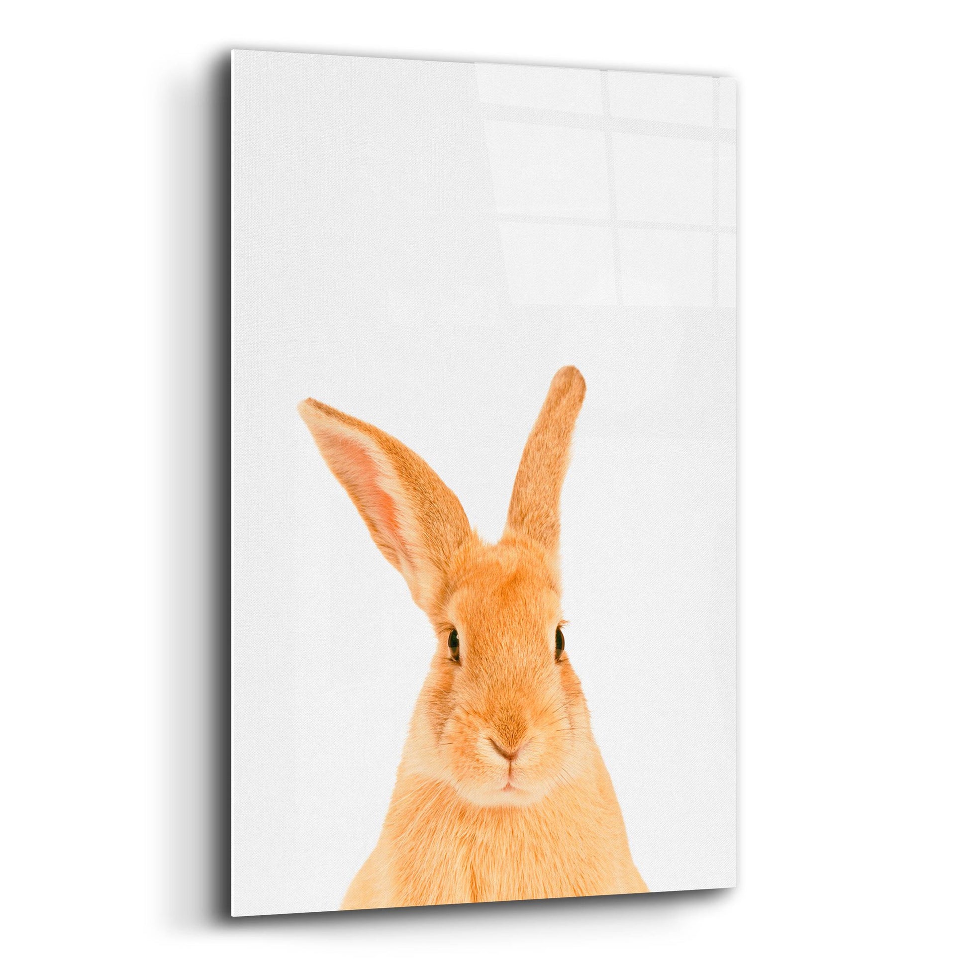 Epic Art 'Rabbit' by Tai Prints, Acrylic Glass Wall Art,12x16