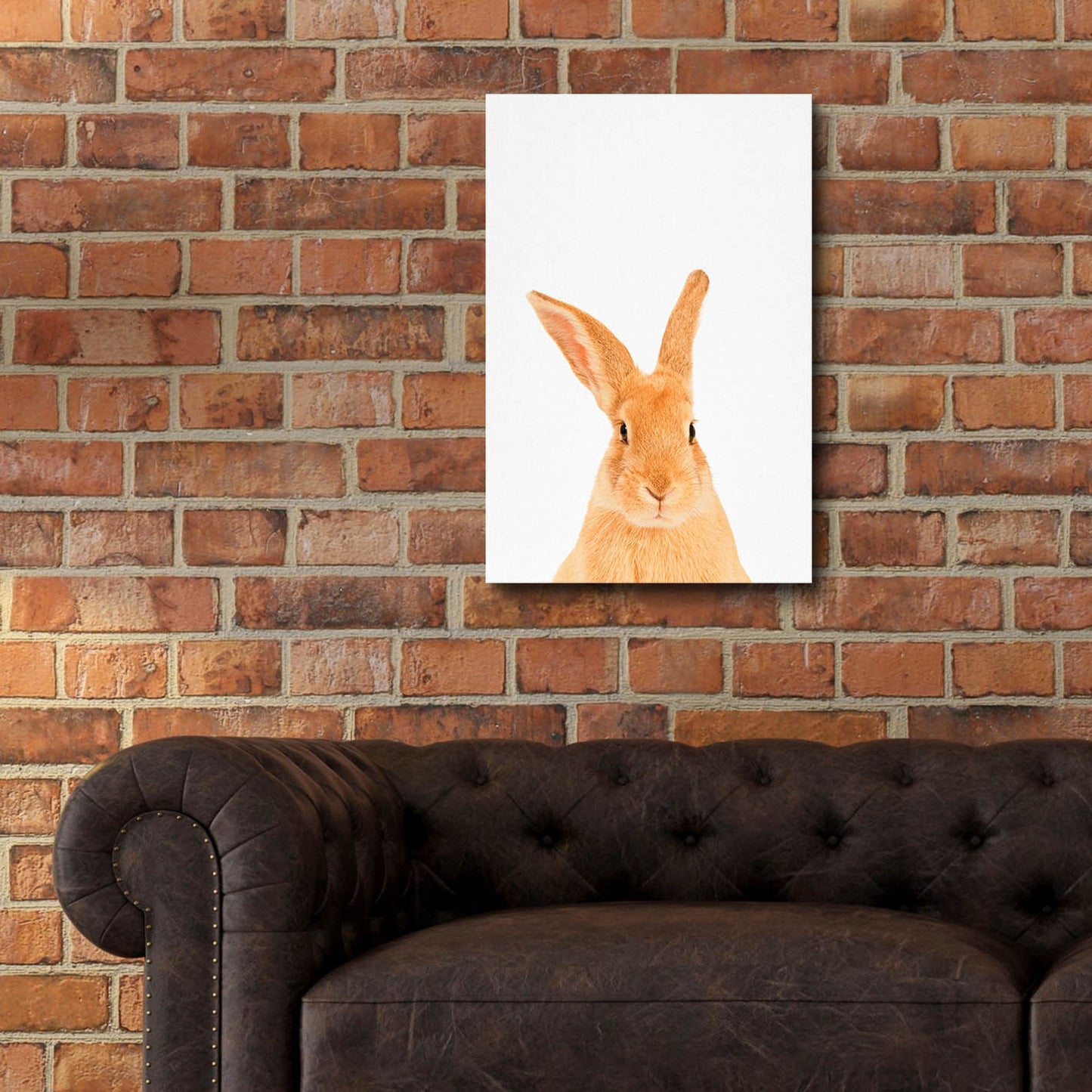 Epic Art 'Rabbit' by Tai Prints, Acrylic Glass Wall Art,16x24