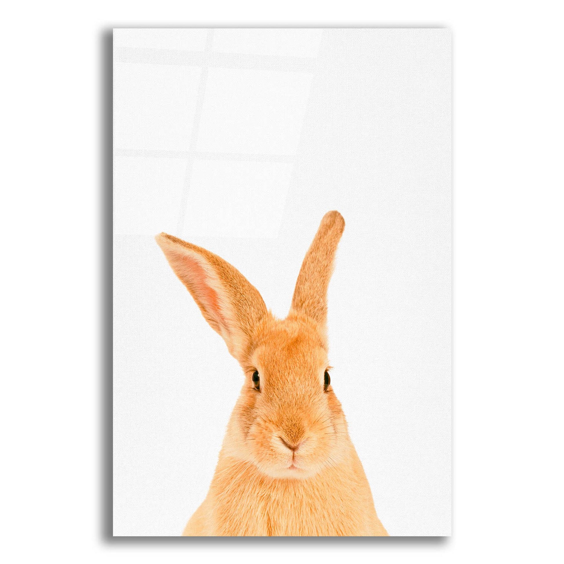 Epic Art 'Rabbit' by Tai Prints, Acrylic Glass Wall Art