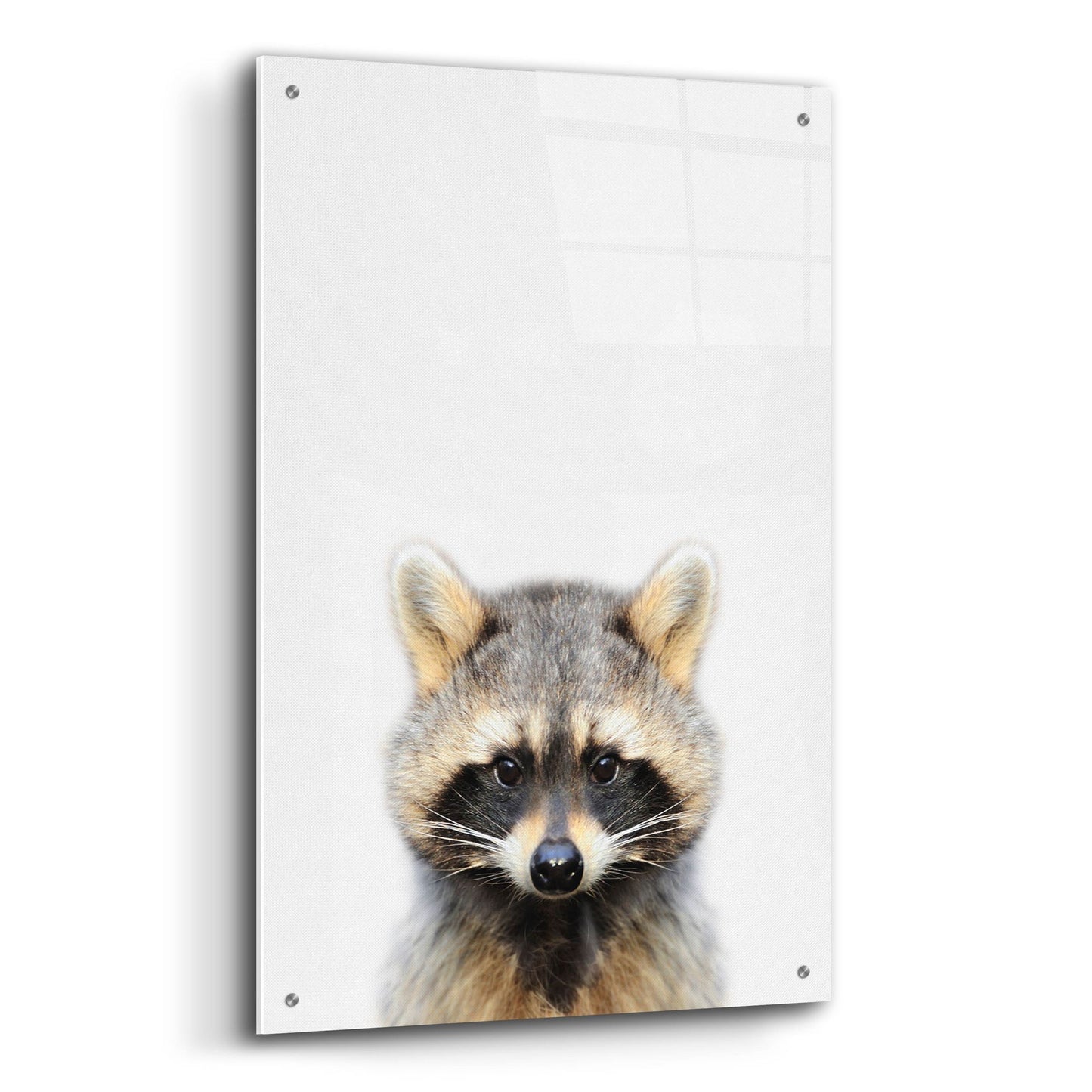 Epic Art 'Raccoon' by Tai Prints, Acrylic Glass Wall Art,24x36