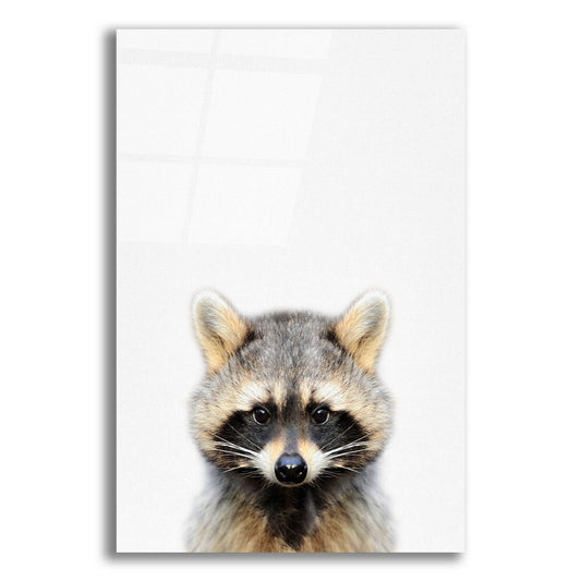 Epic Art 'Raccoon' by Tai Prints, Acrylic Glass Wall Art