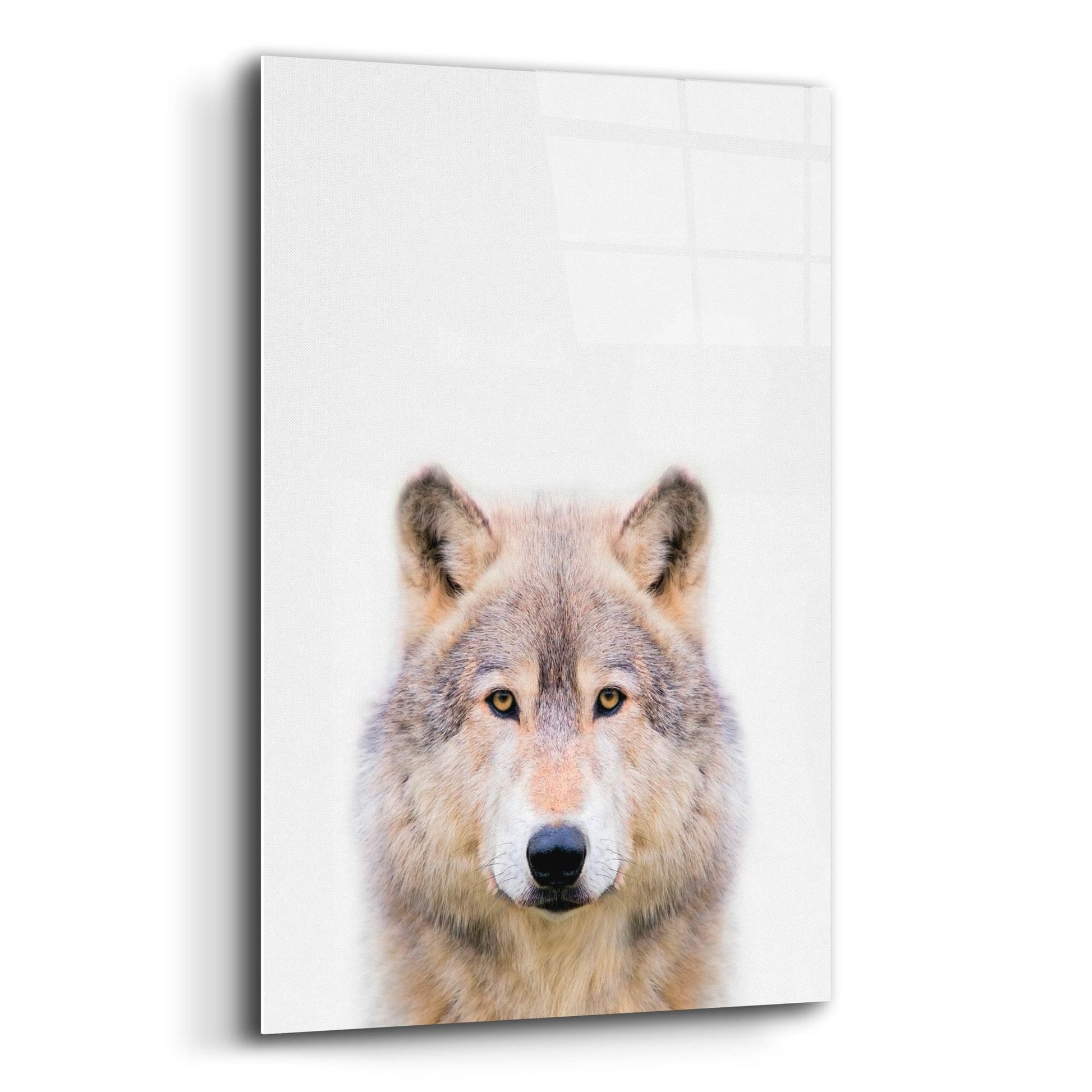 Epic Art 'Wolf' by Tai Prints, Acrylic Glass Wall Art,12x16