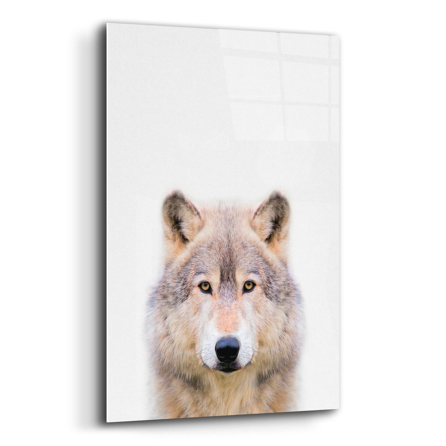Epic Art 'Wolf' by Tai Prints, Acrylic Glass Wall Art,16x24