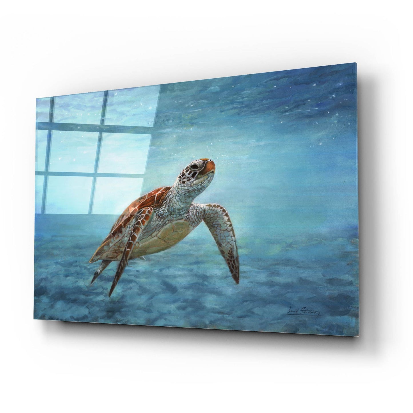 Epic Art 'Sea Turtle2 by David Stribbling, Acrylic Glass Wall Art,24x16