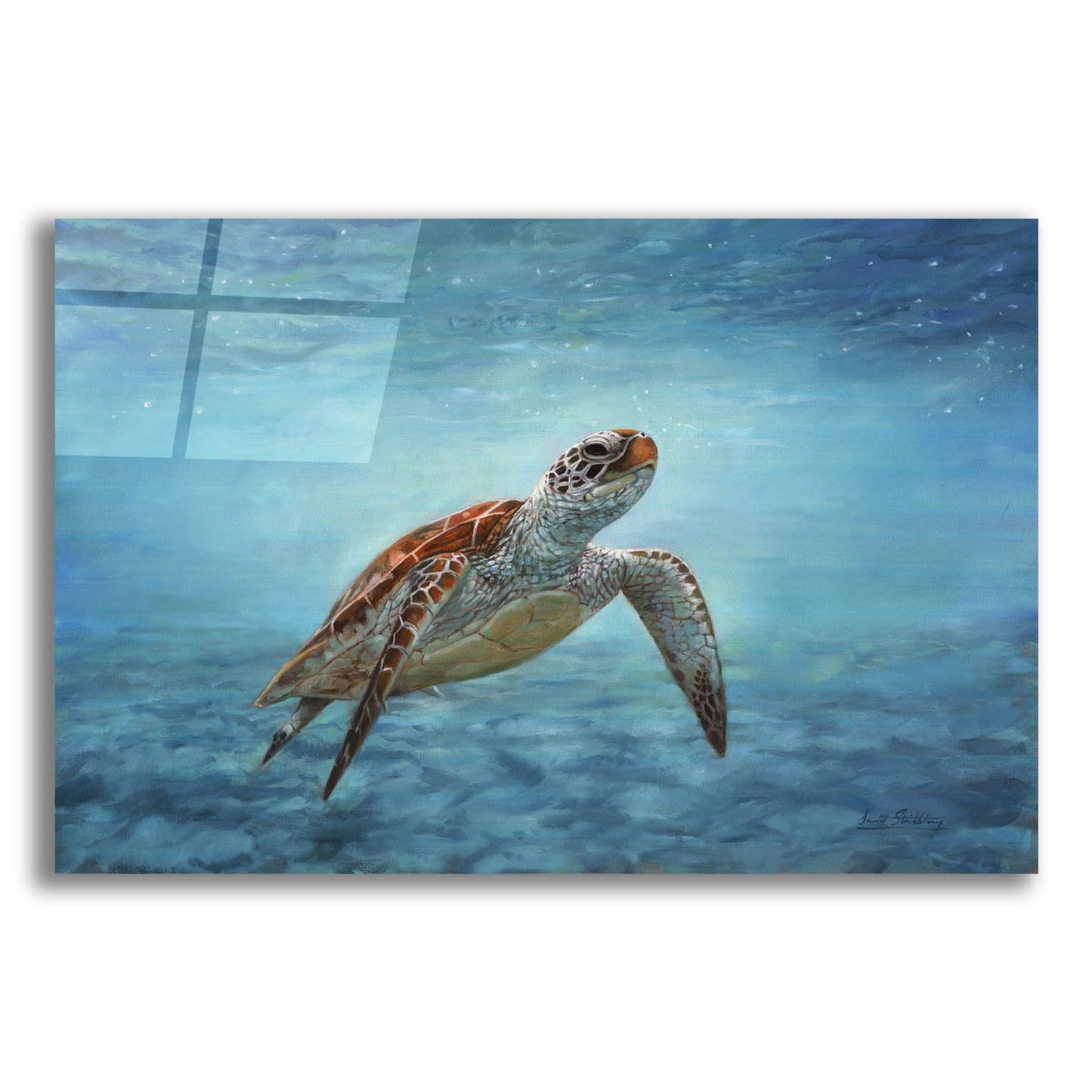 Epic Art 'Sea Turtle2 by David Stribbling, Acrylic Glass Wall Art,24x16