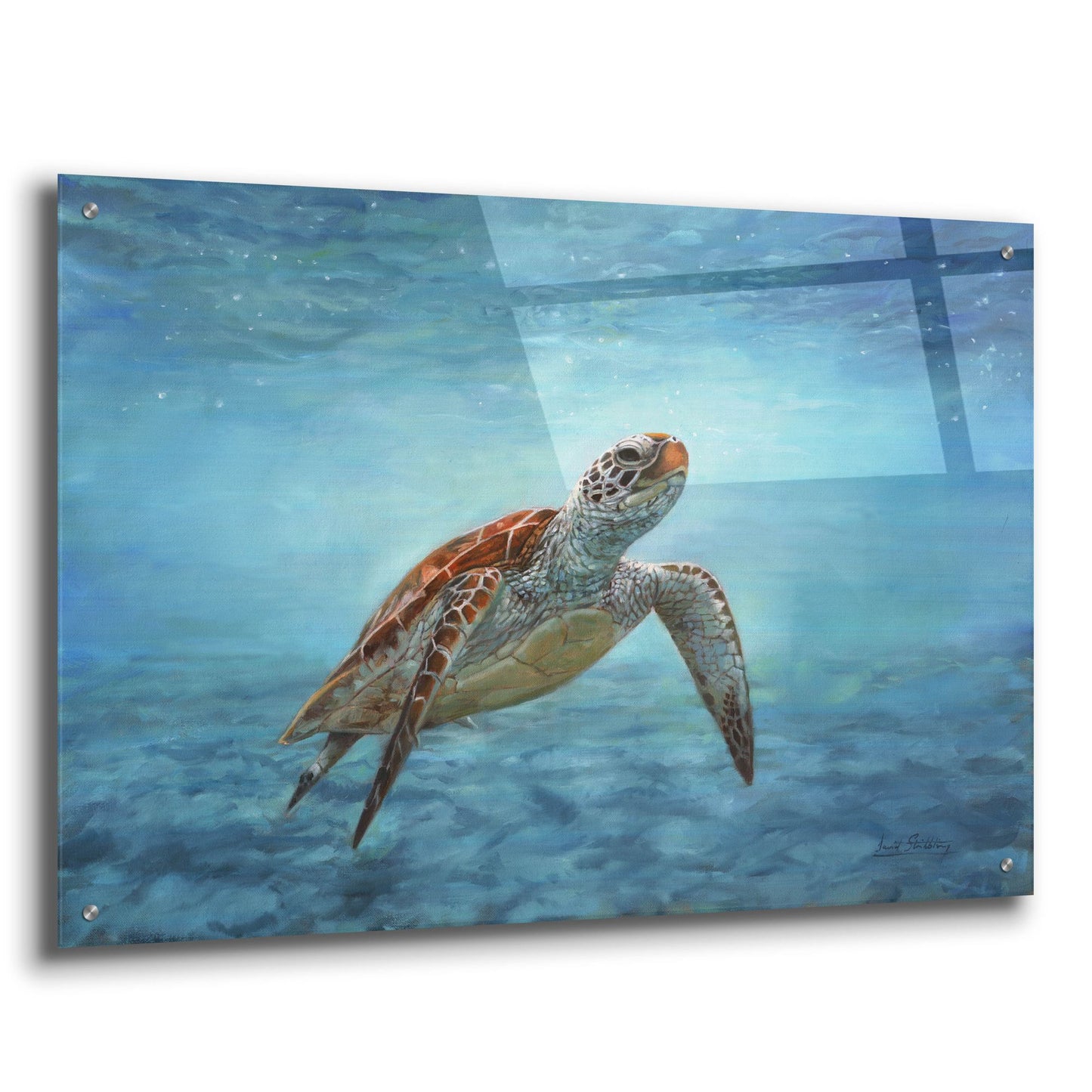 Epic Art 'Sea Turtle2 by David Stribbling, Acrylic Glass Wall Art,36x24