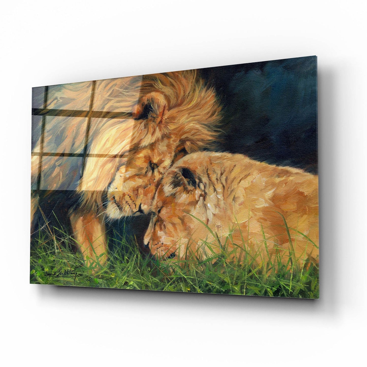 Epic Art 'Lion Love2 by David Stribbling, Acrylic Glass Wall Art,16x12