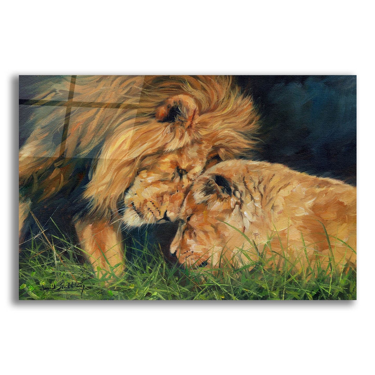 Epic Art 'Lion Love2 by David Stribbling, Acrylic Glass Wall Art,24x16