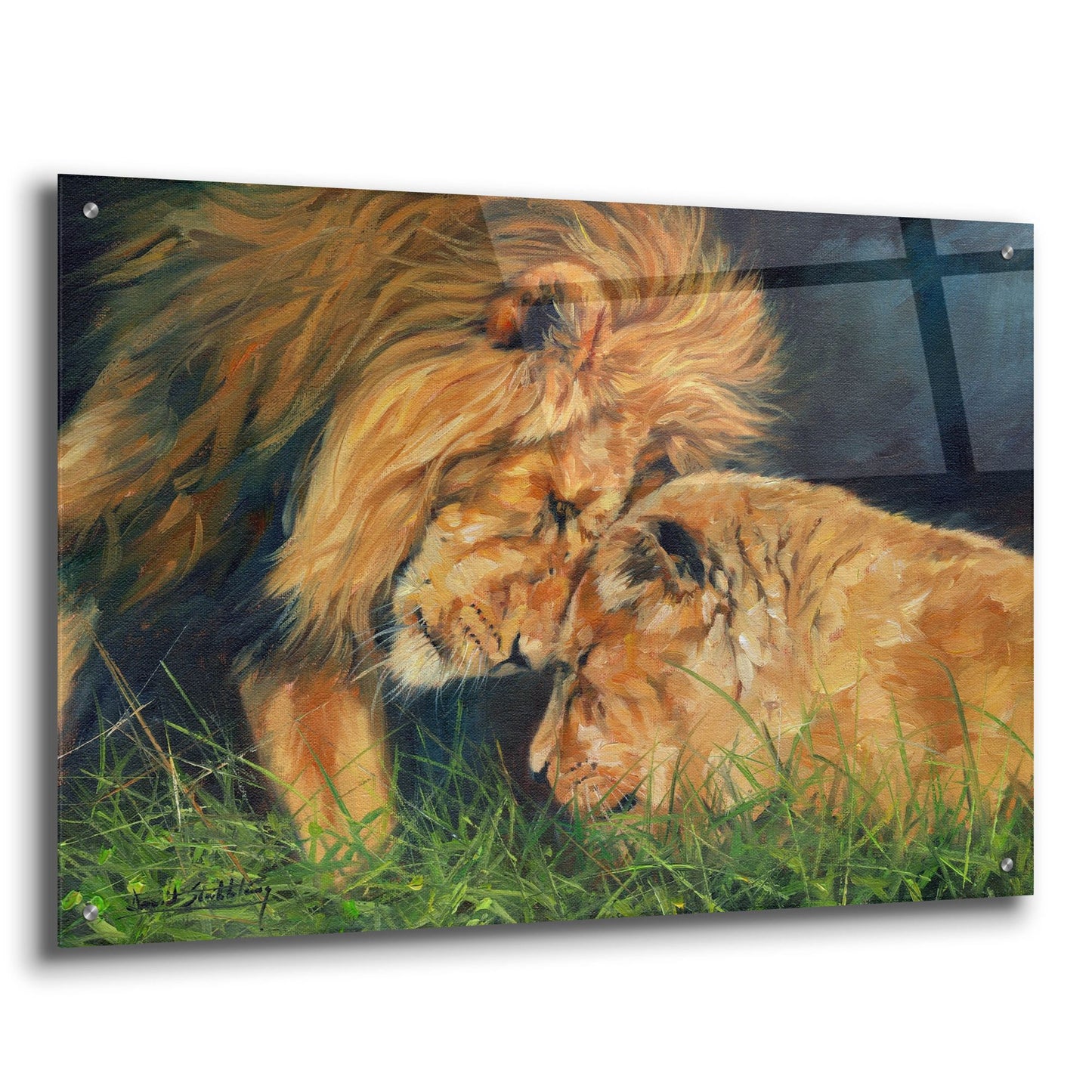 Epic Art 'Lion Love2 by David Stribbling, Acrylic Glass Wall Art,36x24