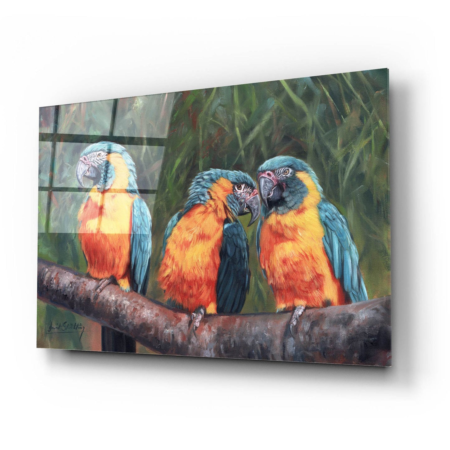 Epic Art '3 Macaws2 by David Stribbling, Acrylic Glass Wall Art,24x16