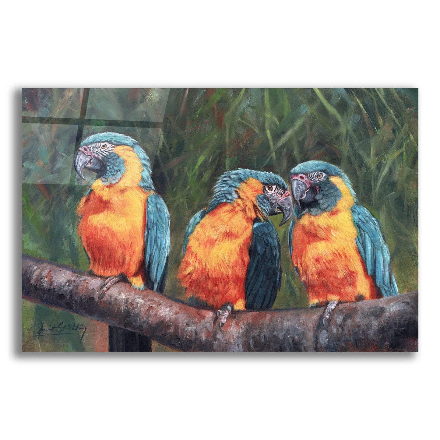 Epic Art '3 Macaws2 by David Stribbling, Acrylic Glass Wall Art,24x16