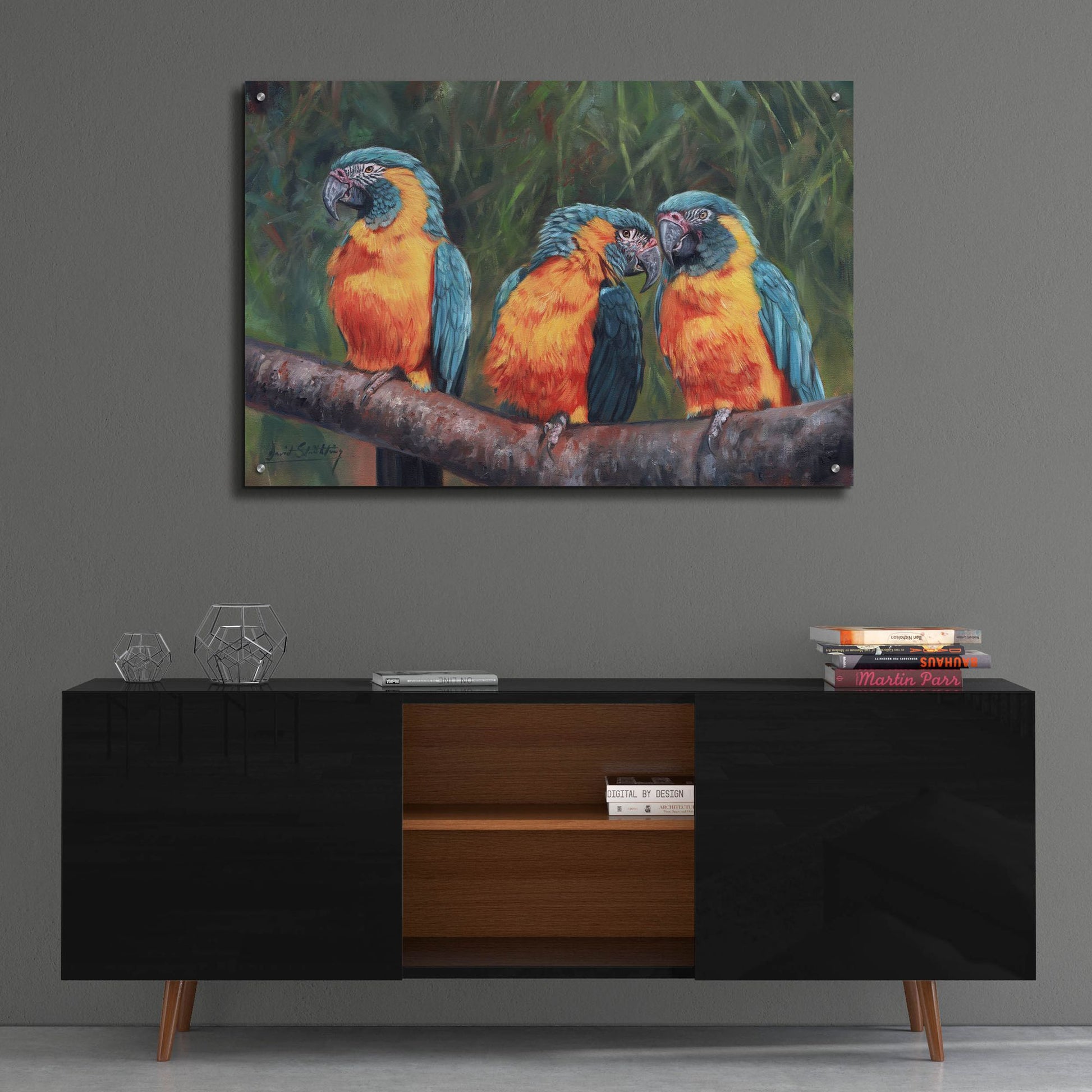 Epic Art '3 Macaws2 by David Stribbling, Acrylic Glass Wall Art,36x24