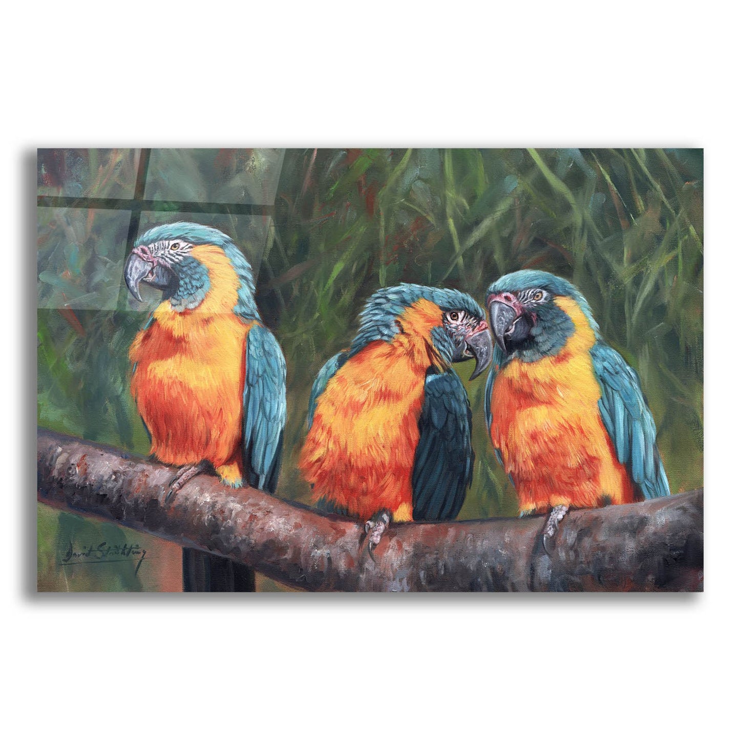 Epic Art '3 Macaws2 by David Stribbling, Acrylic Glass Wall Art
