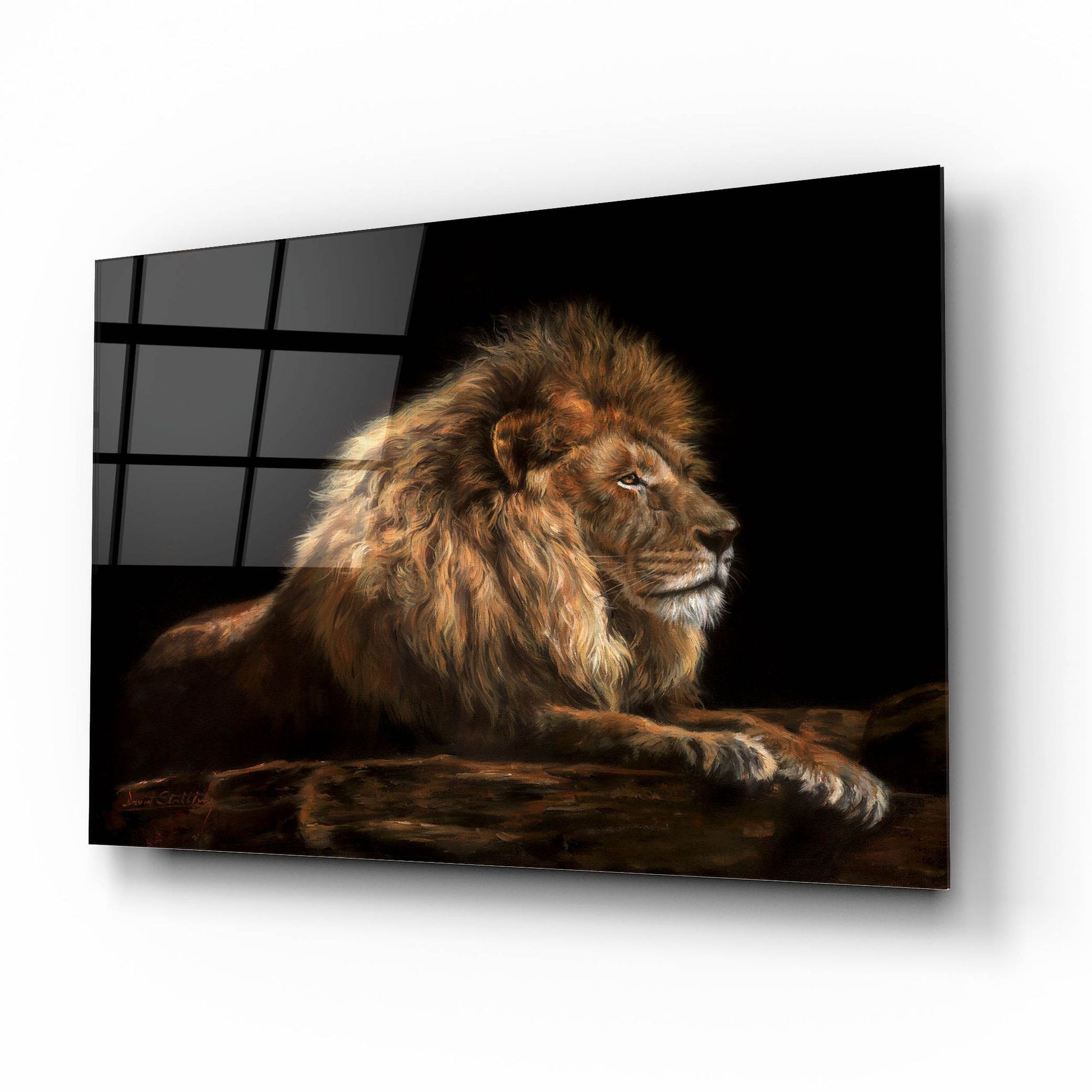 Epic Art 'Golden Lion2 by David Stribbling, Acrylic Glass Wall Art,16x12