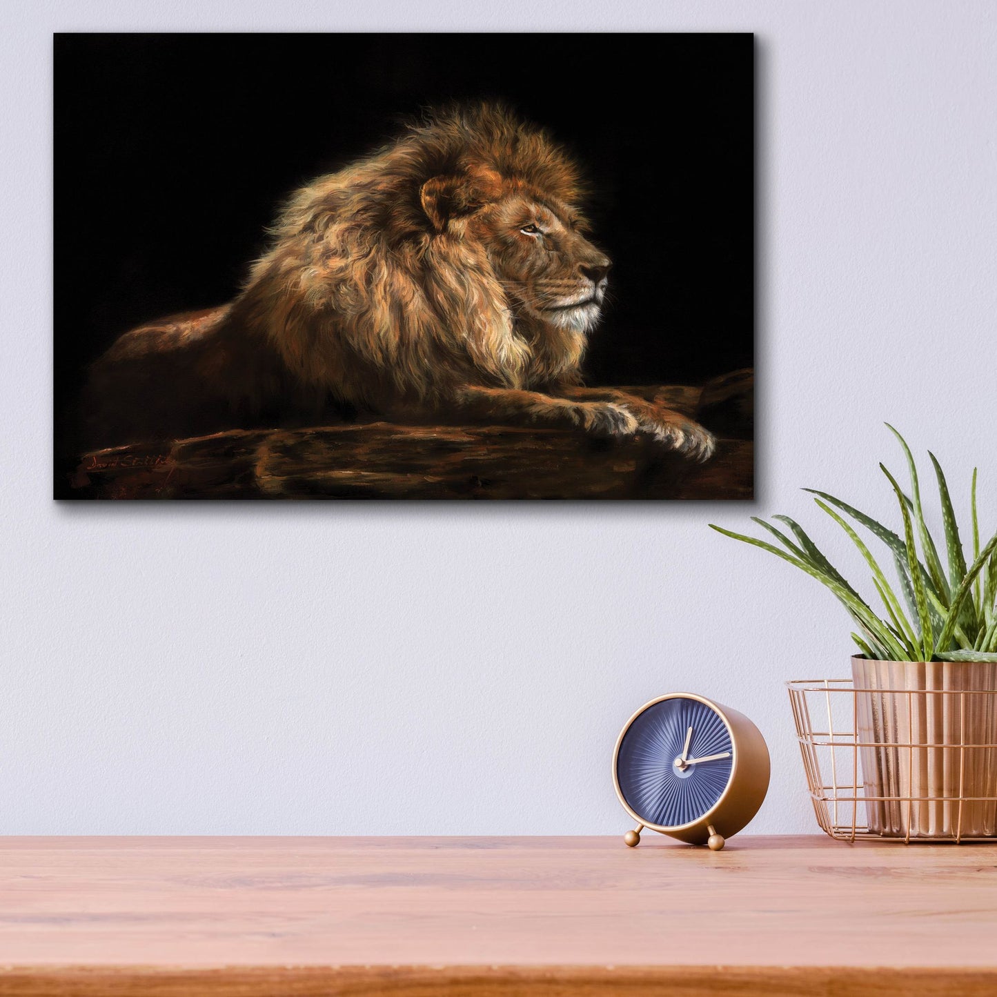 Epic Art 'Golden Lion2 by David Stribbling, Acrylic Glass Wall Art,16x12