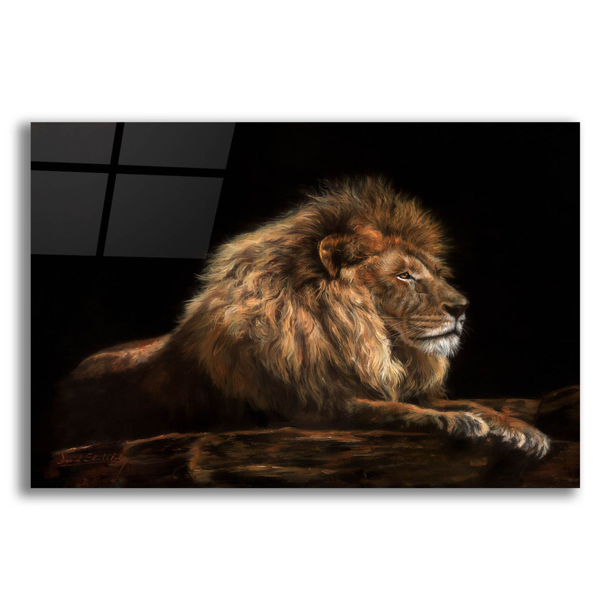 Epic Art 'Golden Lion2 by David Stribbling, Acrylic Glass Wall Art,24x16