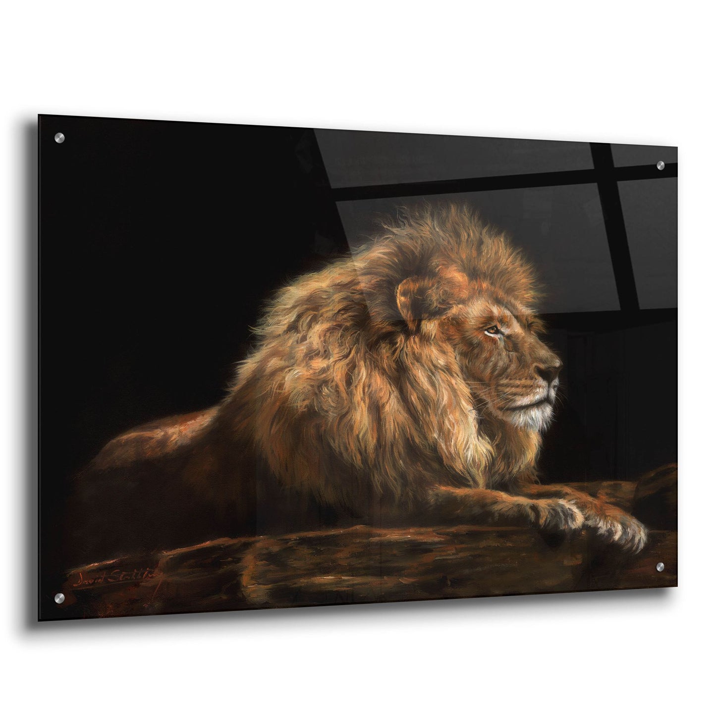 Epic Art 'Golden Lion2 by David Stribbling, Acrylic Glass Wall Art,36x24