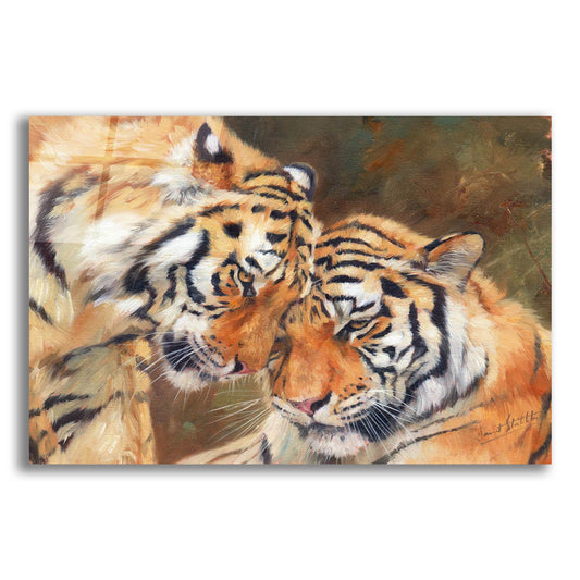 Epic Art 'Tiger Love2 by David Stribbling, Acrylic Glass Wall Art