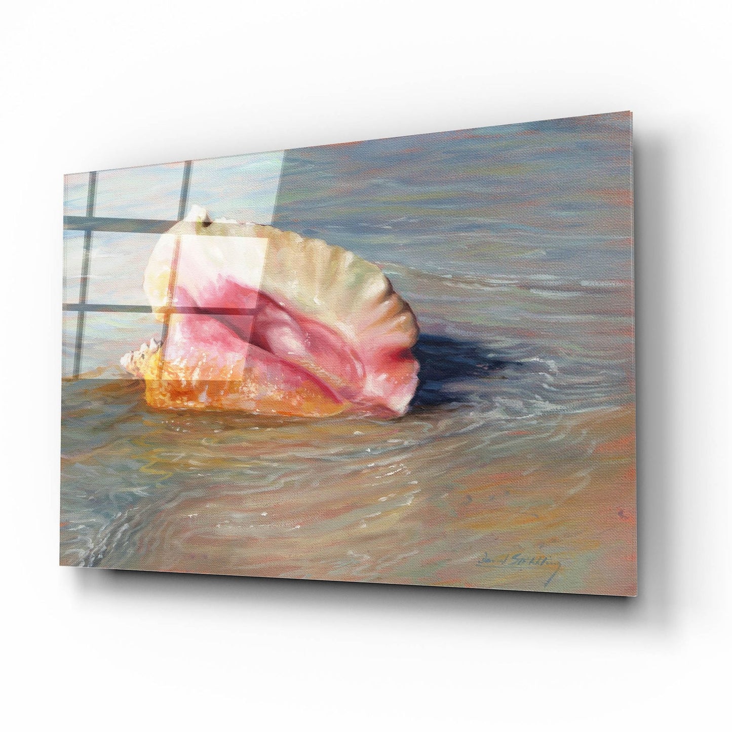 Epic Art 'Conch Shell2 by David Stribbling, Acrylic Glass Wall Art,16x12