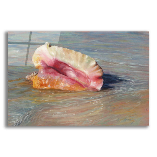 Epic Art 'Conch Shell2 by David Stribbling, Acrylic Glass Wall Art