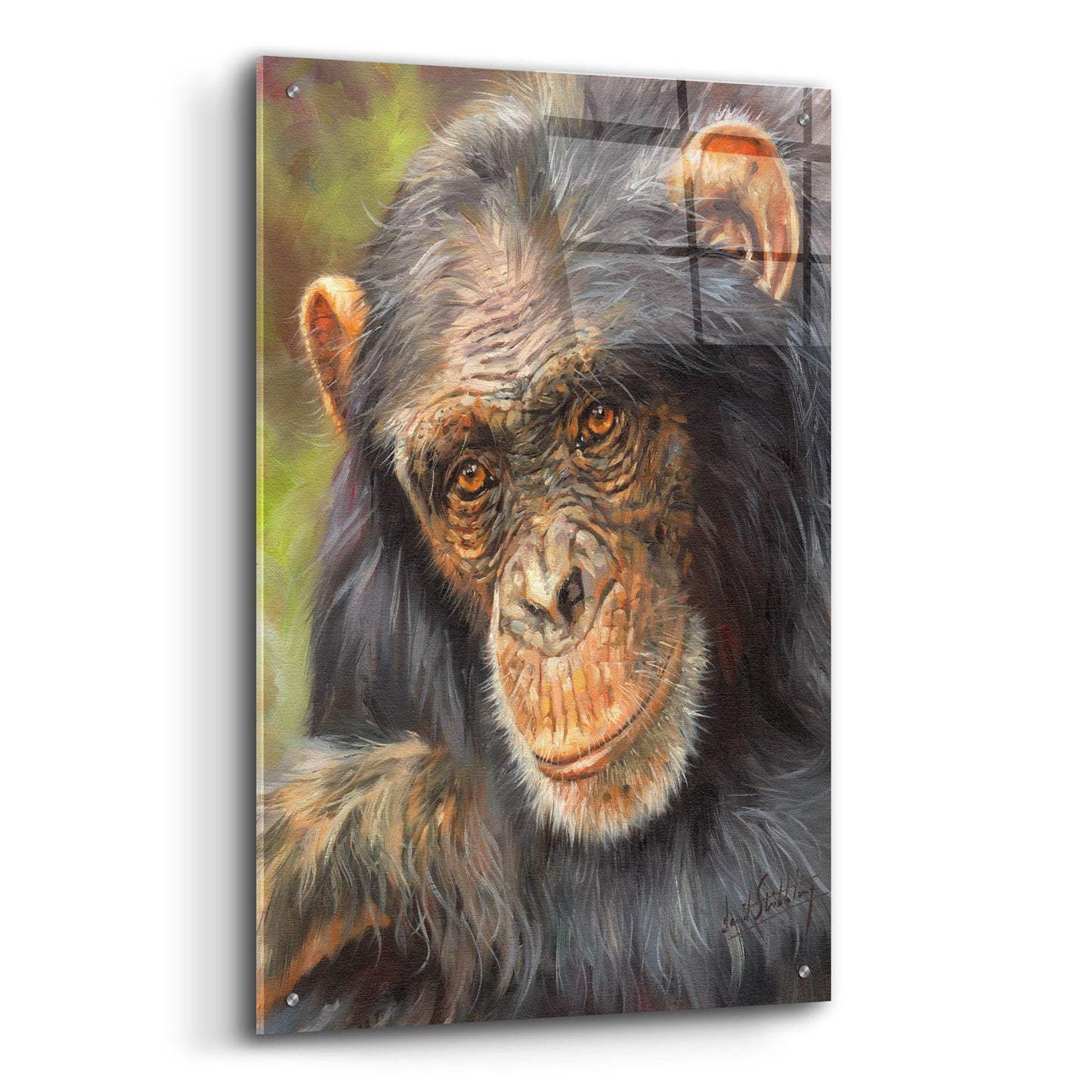 Epic Art 'Chimp The Thinker2 by David Stribbling, Acrylic Glass Wall Art,24x36