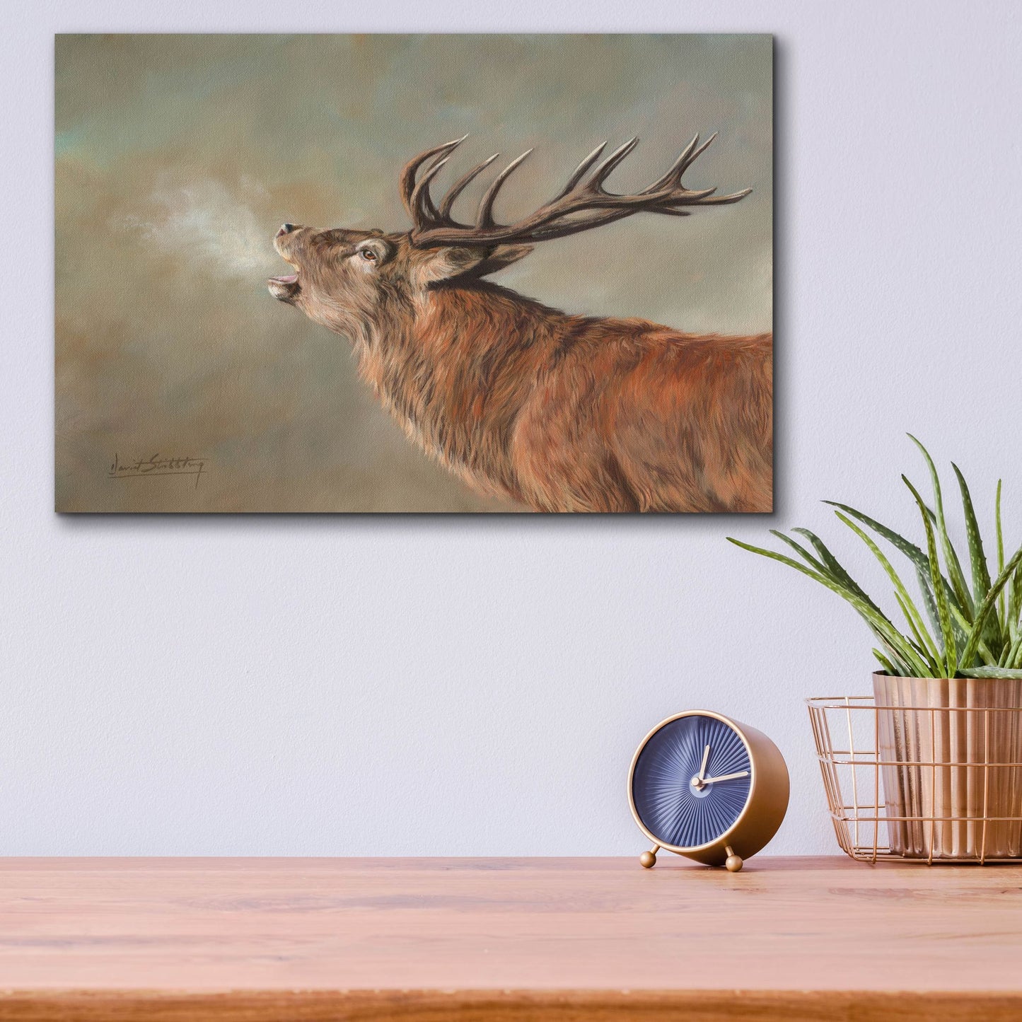 Epic Art 'Red Deer Stag2 by David Stribbling, Acrylic Glass Wall Art,16x12