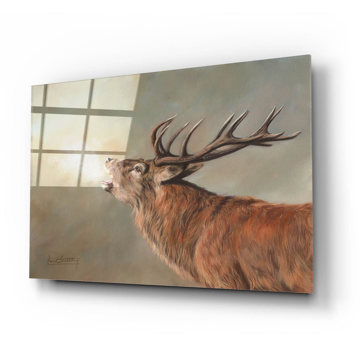 Epic Art 'Red Deer Stag2 by David Stribbling, Acrylic Glass Wall Art,24x16