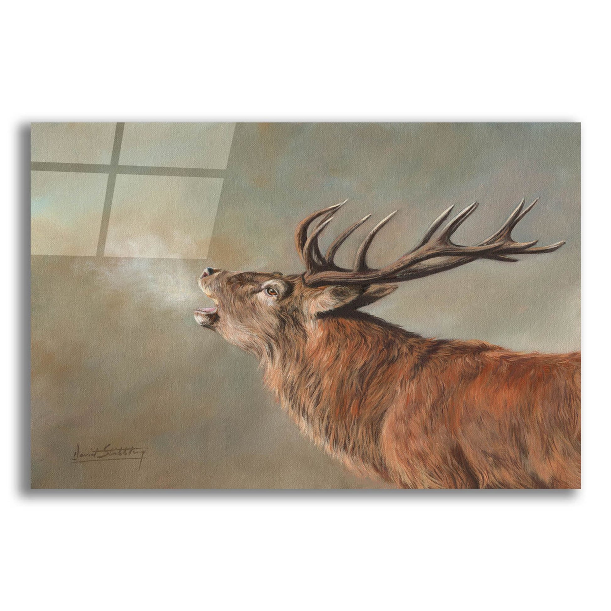 Epic Art 'Red Deer Stag2 by David Stribbling, Acrylic Glass Wall Art